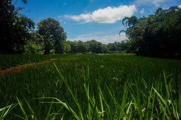 Fototapeta premium Green rice fields under blue sky