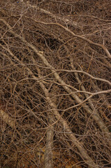 texture of pile of dry branches