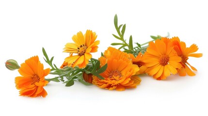 Vibrant orange flowers arranged on a clean white background. Perfect for adding a pop of color to any design project