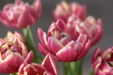 closeup of beautiful pink double-flowered tulip flowersin a bouquet  isolated on grey  background
