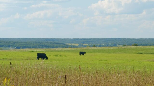 Peaceful And Sunny Landscape Of Flat Land With A Blue Sky. Cows On A Green Field And Blue Sky.