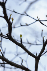 Trees sprouted up new green leaves in spring. Spring scenery.Trees growing. Small leaves on branches.