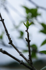 Trees sprouted up new green leaves in spring. Spring scenery.