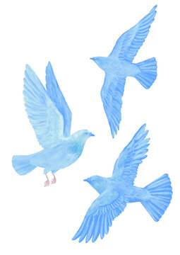 no1.hato