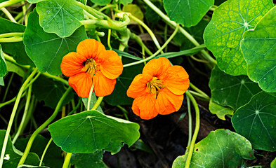 Close up of orange flowers