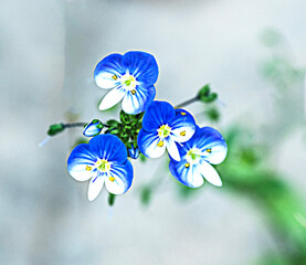 Close up of blue flowers