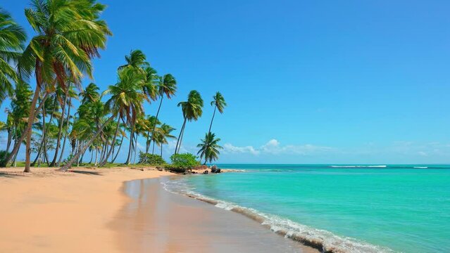 Sea tropical palm beach of the Caribbean coast. The pier path to a tranquil island paradise. Palm trees, sand and blue sea, ideal landscape for summer vacation or holiday banner. Tourist direction.