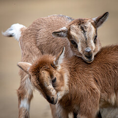 Affectionate Baby Goats in Close-Up