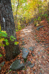 A Hiking Trail at Shenandoah National Park along the Blue Ridge Mountains in Virginia