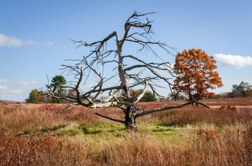 Big Meadows at Shenandoah National Park along the Blue Ridge Mountains in Virginia During Autumn