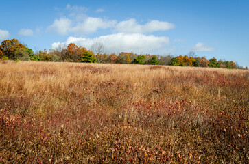 Big Meadows at Shenandoah National Park along the Blue Ridge Mountains in Virginia During Autumn