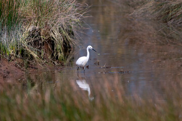 Little cattle egret and his reflection in the water.