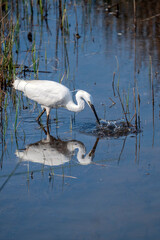 Little cattle egret and his reflection in the water.