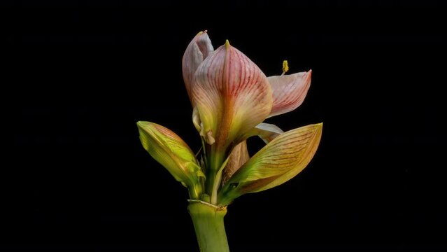 time lapse of flowering and opening of a pink amaryllis hippeastrum flower on a black background