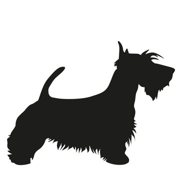 recommend clip art: scottish terrier silhouette