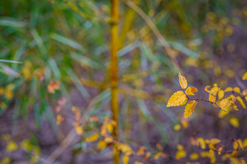 Small yellow toothed leaves in autumn with a blurred background of bamboos.