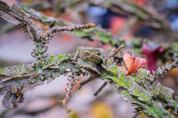 Detail of the autumn leaves and seeds of Liquidambar styraciflua, American sweetgum, deciduous tree of the Altingiaceae family.