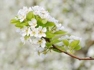 Weiße Birnenblüten an einem Birnbaum im Frühling in Südtirol, Lana bei Meran, Europa	