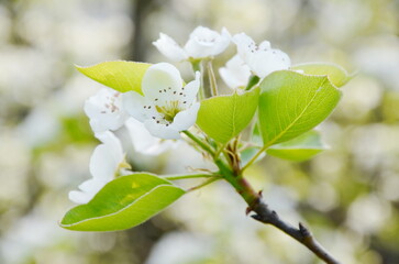 Weiße Edelbirnenblüten an einem Birnbaum im Frühling in Südtirol, Lana bei Meran, Europa	