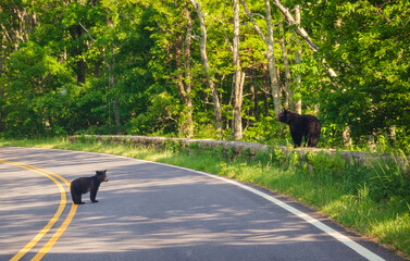 Mom and Cub Blackbear Crossing the Road at Shenandoah National Park along the Blue Ridge Mountains in Virginia