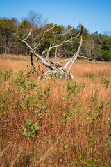 Big Meadows at Shenandoah National Park along the Blue Ridge Mountains in Virginia During Autumn