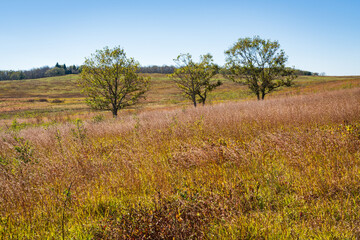 Obraz premium Big Meadows at Shenandoah National Park along the Blue Ridge Mountains in Virginia During Autumn