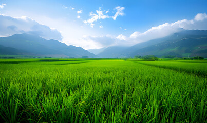 Fototapeta premium Rice Field Scenery