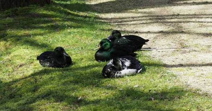 (Anas platyrhynchos) Couples of labrador or emerald ducks, males and females lying in the grass
