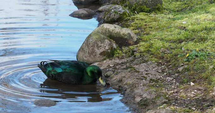 (Anas platyrhynchos) Emerald duck or Black East Indian duck foraging along a pond