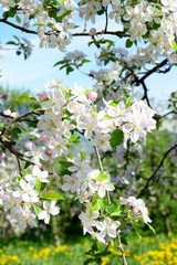 Obraz premium Apple Tree Blossoms - Apple Tree Blossoms in Bloom in South Tyrol 