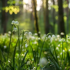 Tuinposter Lush spring forest in Czech Republic filled with blooming Leucojum vernum flowers, showcasing the beauty of nature in Europe. © Hasanul