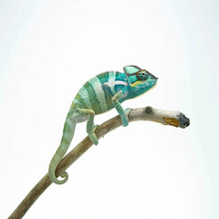 Obraz premium chameleon on a white background