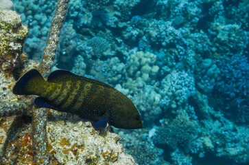 peacock hind fish lying on corals with a old rope