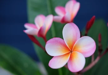 Zelfklevend Fotobehang frangipani plumeria flower © ธีรยุทธ มะโนชาติ