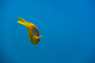 Fototapeta premium single anemone fish hovering in blue water in marsa alam