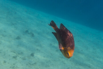 single little fish in a bay with clear water and sand at the bottom in egypt