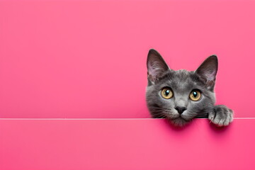 Beautiful gray cat looks out from behind a pink background. Pink banner.