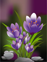 spring composition with purple crocuses
- 764560913