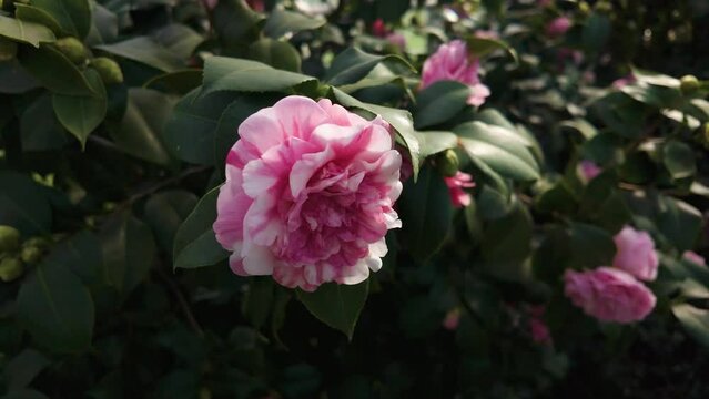 Close up view of  Japanese camellia  blossoms with a parallax pan effect 
