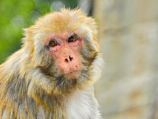 ニホンザルには彼らのテリトリーとコミュニティがあります。