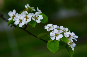 blooming jasmine branch on green background