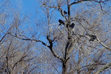 black rooks sit on the tree branch on treetops