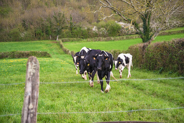 Holstein friesien cows on a green spring pasture