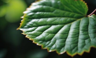 Green leaf background with selective focus and bokeh, nature concept
