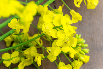 Rapeseed flowers close up on a wooden background; close up