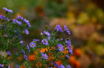 bright purple flowers in a flowerbed