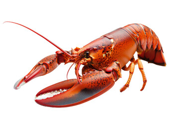 Solo Lobster on transparent background,