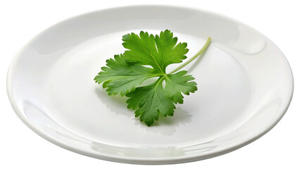 A coriander leaf on plate isolated on Transparent background.