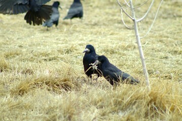
BLACK ROOK walks with leaves in its beakiption
