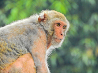 ニホンザルには彼らのテリトリーとコミュニティがあります。